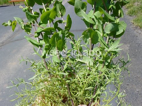 pepperweed, clasping